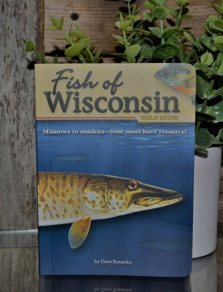 Fish of Wisconsin Field Guide | Clam Lake Junction